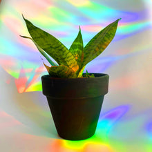 Load image into Gallery viewer, Plant Window Rainbow Suncatcher Sticker