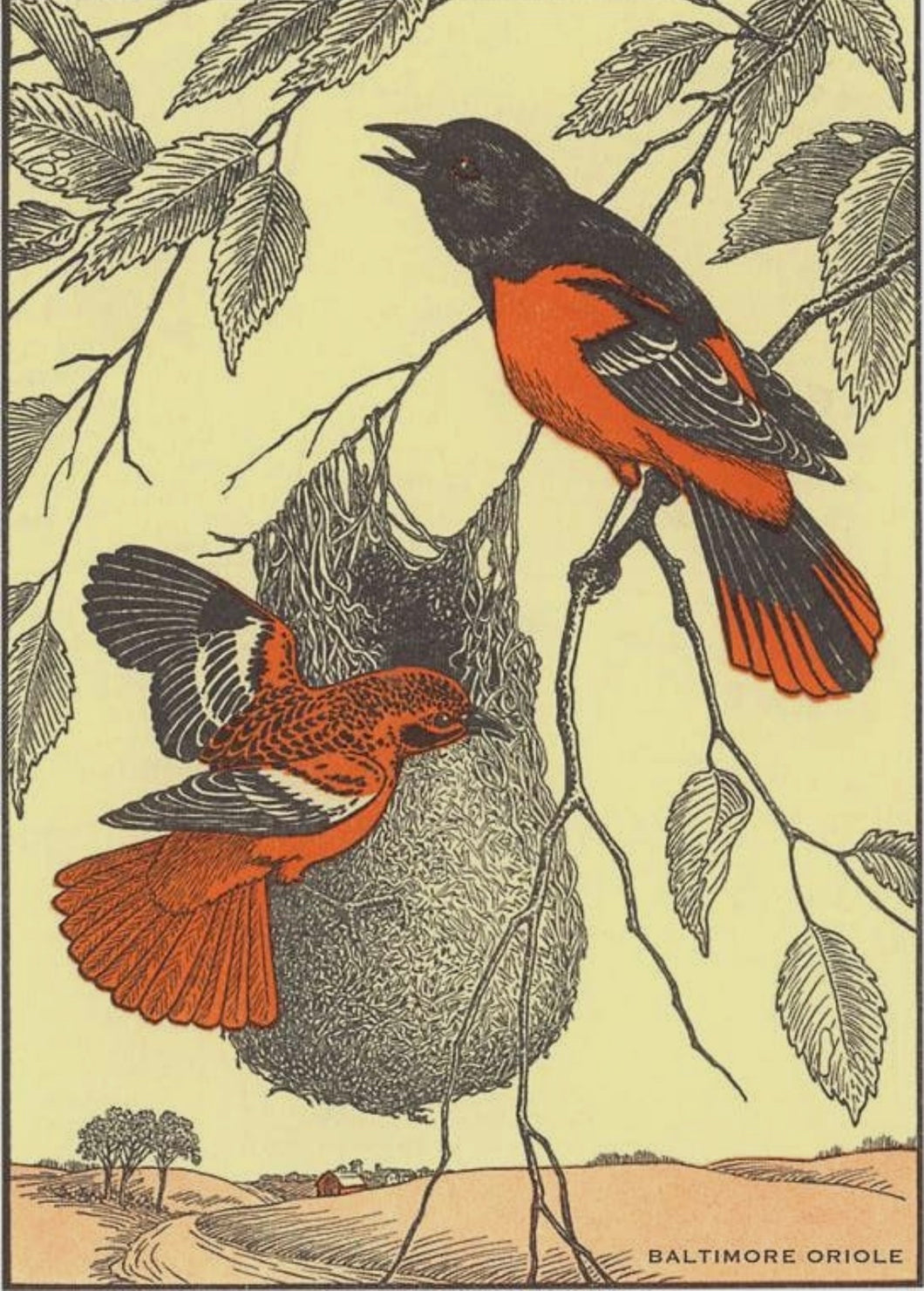 Baltimore Oriole Vintage Note Card